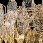 Подвесная люстра REEGNORA L L80