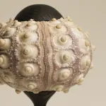 Декоративная настольная лампа Sea Urchin B с плафоном из ракушки от Vinsa