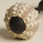 Декоративная настольная лампа Sea Urchin B с плафоном из ракушки от Vinsa