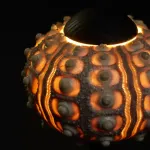 Декоративная настольная лампа Sea Urchin A с плафоном из ракушки от Vinsa