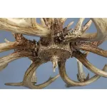 Люстра подвесная Omnilux Loureiro OML-52003-08 от ImperiumLoft