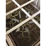 Подвесная люстра BlessLight BIJOUT D Copper II 20427