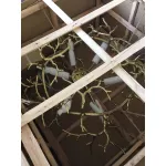 Подвесная люстра BlessLight BIJOUT D Copper II 20428