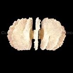 Бра Cloyd ANTIGUA 20363 от ImperiumLoft