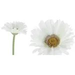 Декоративный искусственный цветок Chamomile от ImperiumLoft