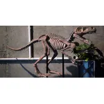 Статуэтка Skeleton от ImperiumLoft