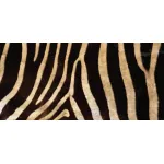 Натуральная шкура зебры Burchellii от ImperiumLoft