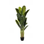 29BJ-803-30 Банановый куст в горшке h180см от ImperiumLoft