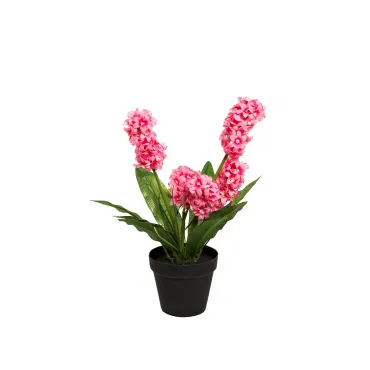 Гиацинт розовый в горшке 8J-K0013/1