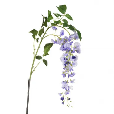 Глициния сиреневая 9F27434-2088 Глициния сиреневая 9F27434-2088
