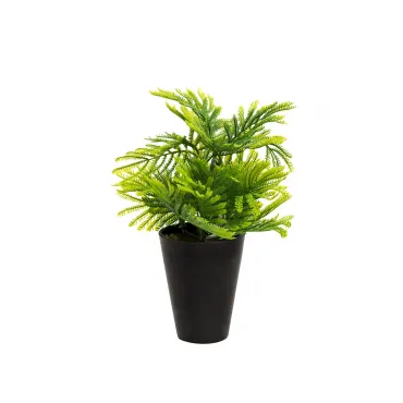 Туя в горшке 8J-18CK0019 Туя в горшке 8J-18CK0019