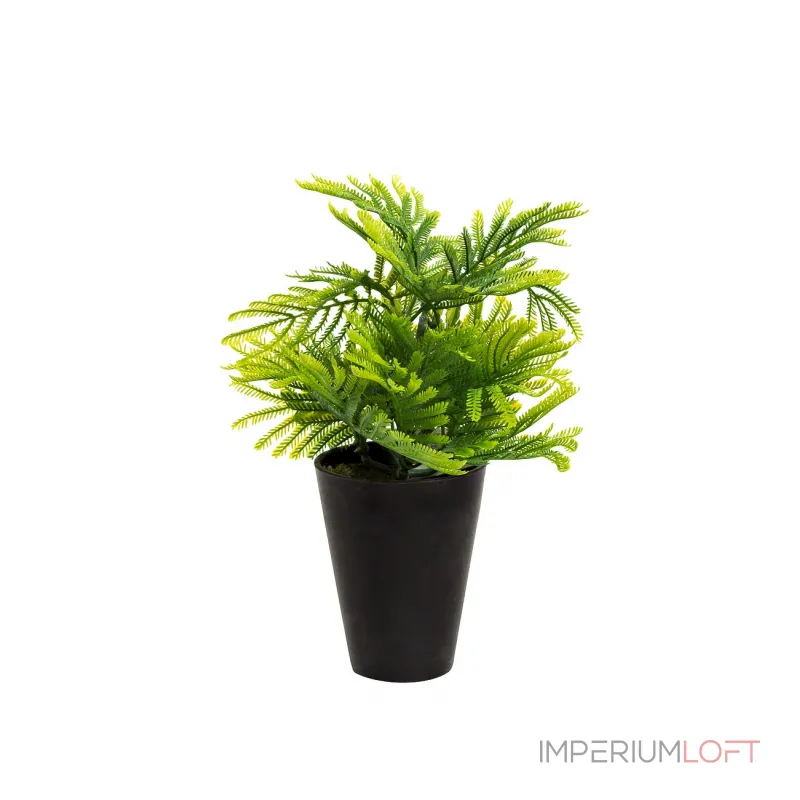 Туя в горшке 8J-18CK0019 от ImperiumLoft Туя в горшке 8J-18CK0019 от ImperiumLoft