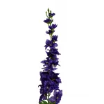 Дельфиниум синий 8J-17S0018/2 от ImperiumLoft